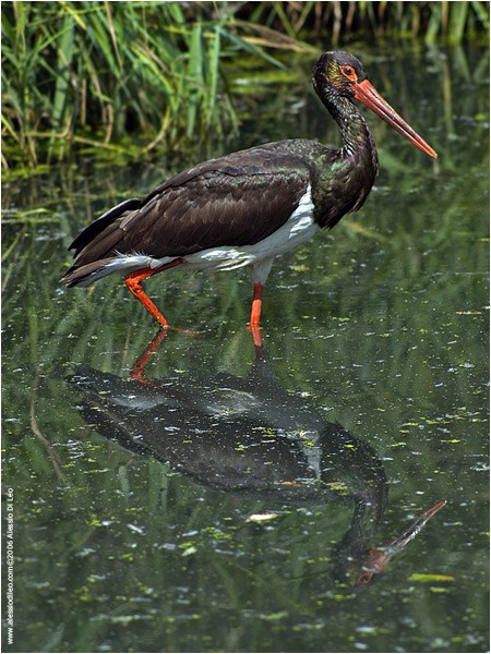 Cicogna nera [Ciconia nigra]