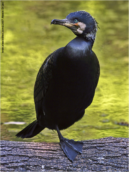 Cormorano [Phalacrocorax carbo]