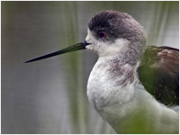 Juv. di cavaliere d'Italia [Himantopus himantopus]