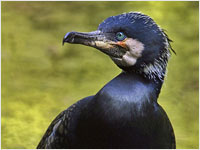 Cormorano [Phalacrocorax carbo]