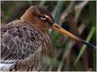 Pittima reale [Limosa limosa]