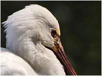 Spatola [Platalea leucorodia]