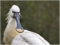 Spatola [Platalea leucorodia]