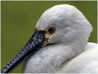 Spatola [Platalea leucorodia]