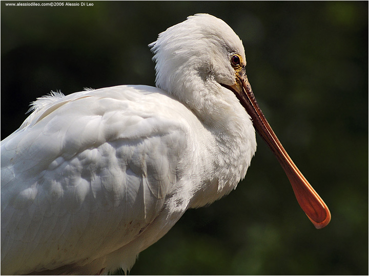 Spatola [Platalea leucorodia]