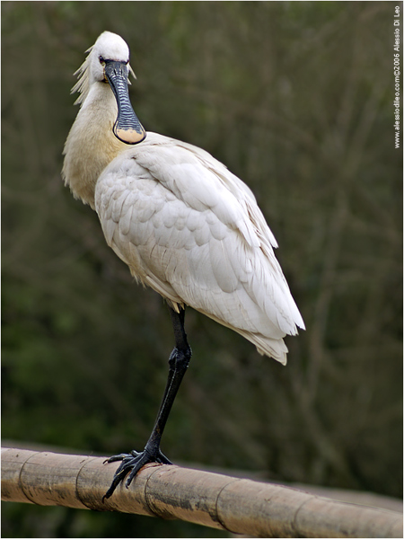 Spatola [Platalea leucorodia]