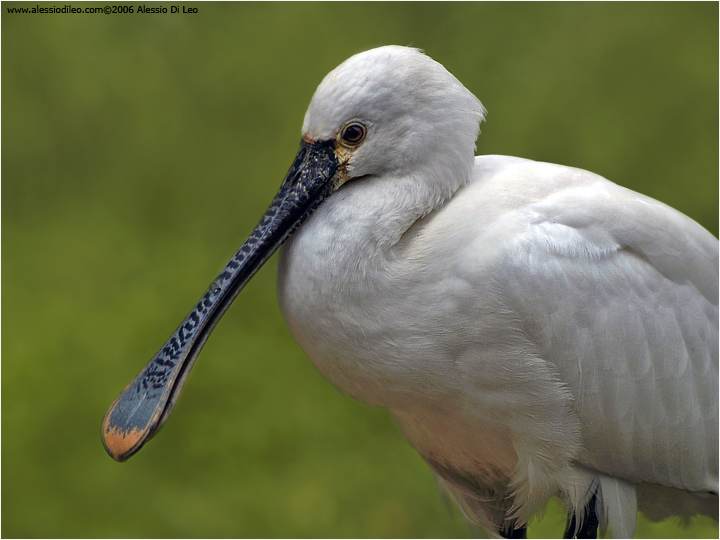 Spatola [Platalea leucorodia]