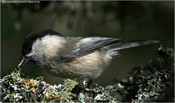 Cincia bigia alpestre [Parus montanu]