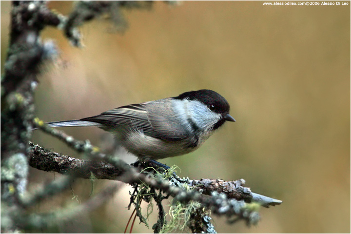 Cincia bigia alpestre [Parus montanu]