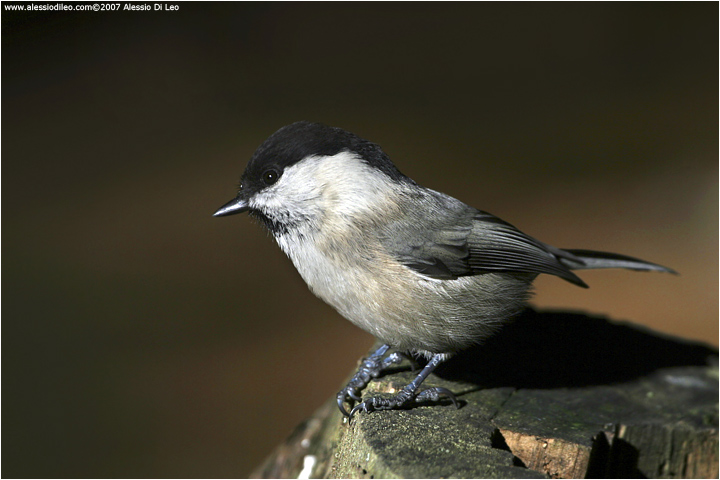 Cincia bigia alpestre [Parus montanu]