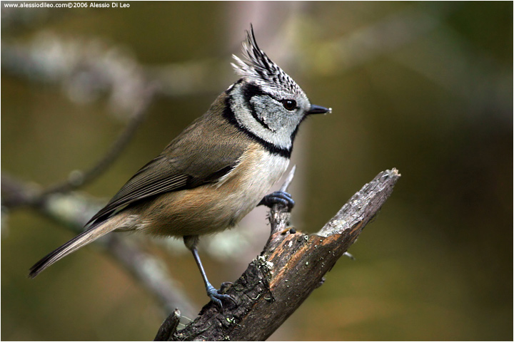 Cincia dal ciuffo [Parus cristatus]