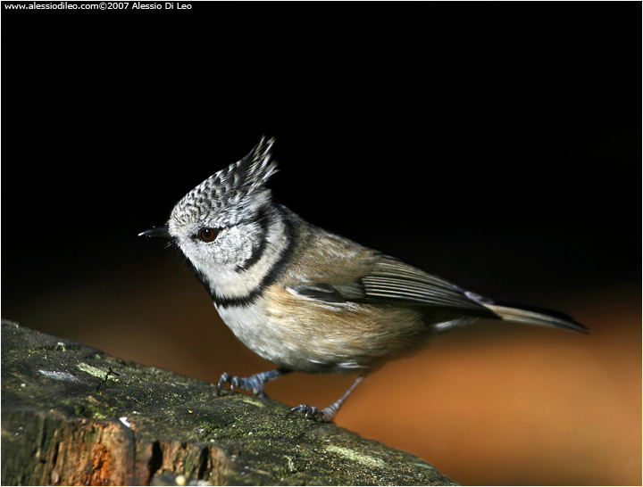 Cincia dal ciuffo [Parus cristatus]