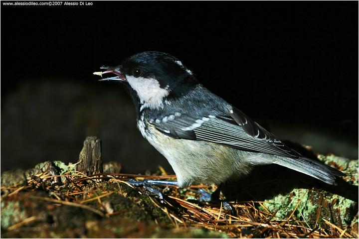 Cincia mora [Parus ater]