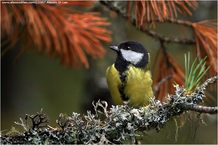 Cinciallegra [Parus major]