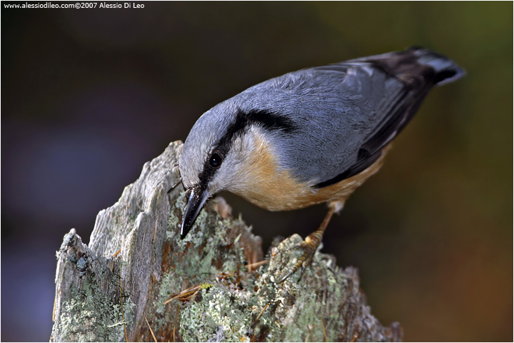 Picchio muratore [Sitta europaea]