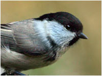 Cincia bigia alpestre [Parus montanu]