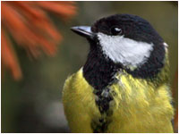 Cinciallegra [Parus major]