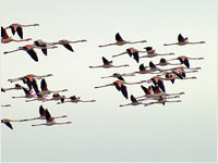 Fenicotteri rosa [Phoenicopterus roseus]