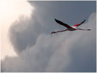 Fenicotteri rosa [Phoenicopterus roseus]