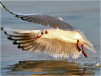 Gabbiano comune [Larus ridibundus]