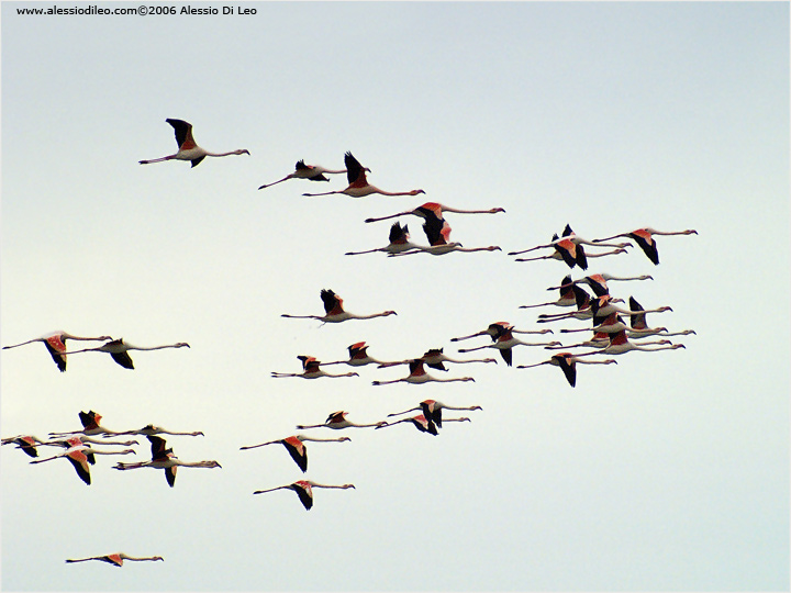 Fenicotteri rosa [Phoenicopterus roseus]