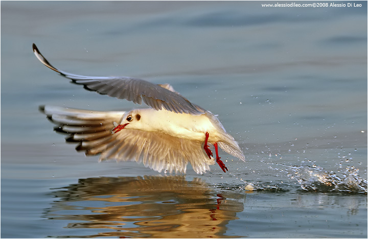 Gabbiano comune [Larus ridibundus]