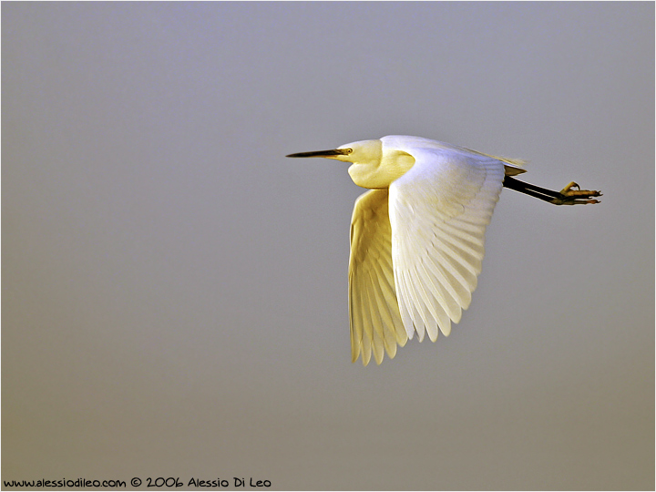 Garzetta [Egretta garzetta]