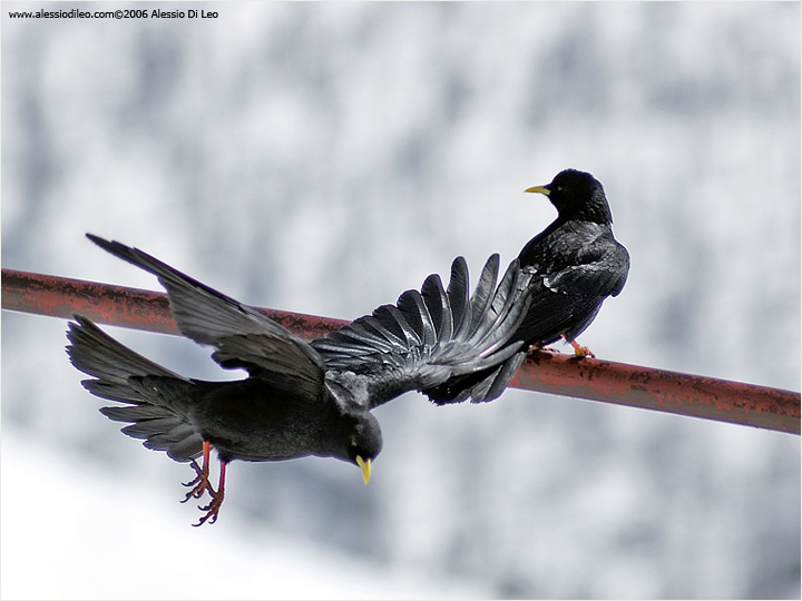 Gracchio alpino [Pyrrhocorax graculus]