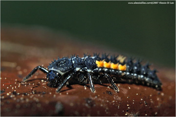 Larva di coccinella Harmonia quadripunctata