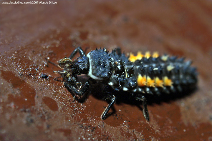 Larva di coccinella Harmonia quadripunctata mentre si ciba di un afide