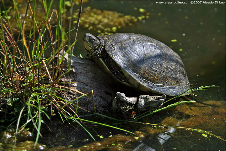 Emys orbicularis