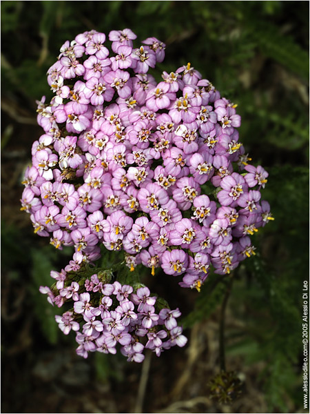 Achillea millefoglie [Achillea millefolium]