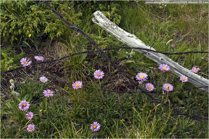 Astro delle Alpi [Aster alpinus]