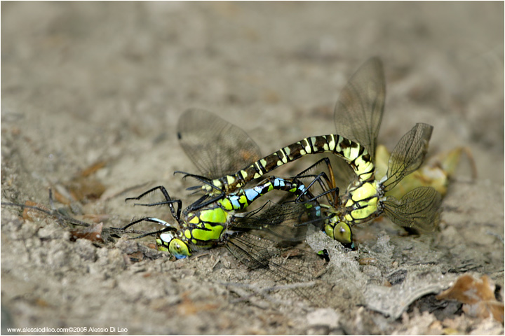 Aeshna cyanea