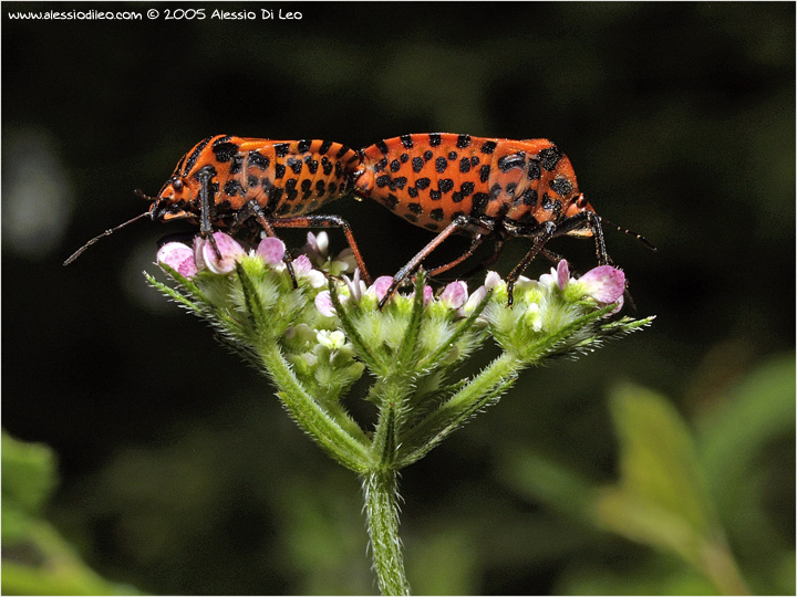 Graphosoma italicum