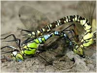 Aeshna cyanea