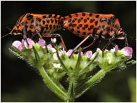 Graphosoma italicum