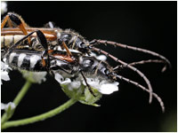 Stenopterus ater