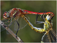 Sympetrum fonscolombei