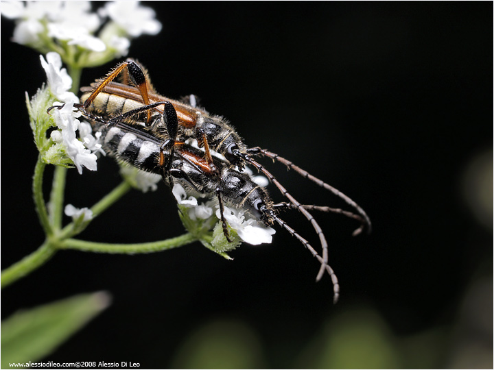 Stenopterus ater