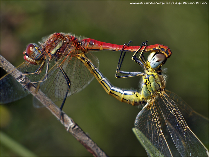 Sympetrum fonscolombei