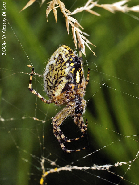 Aculepeira sp