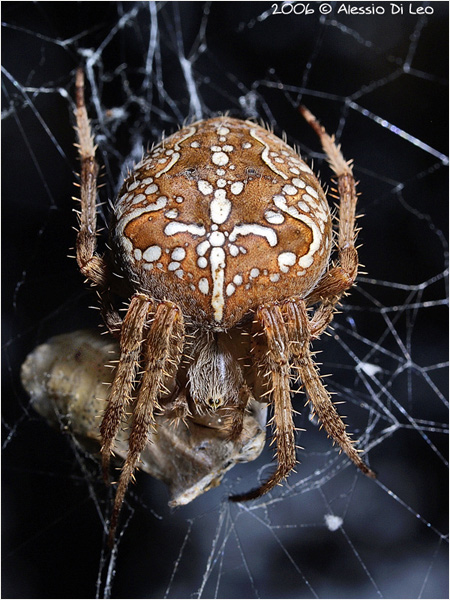 Araneus diadematus con preda