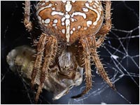 Araneus diadematus con preda