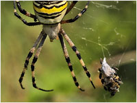 Argiope bruennichi