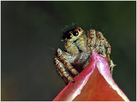 Salticidae Pellenes sp.