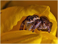 Salticidae Pellenes sp.