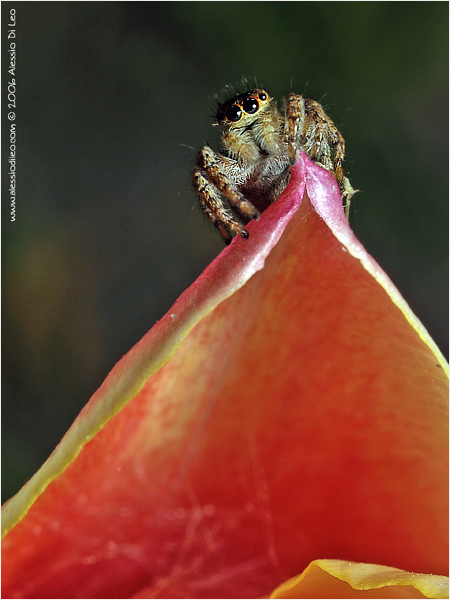 Salticidae Pellenes sp.