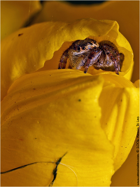 Salticidae Pellenes sp.