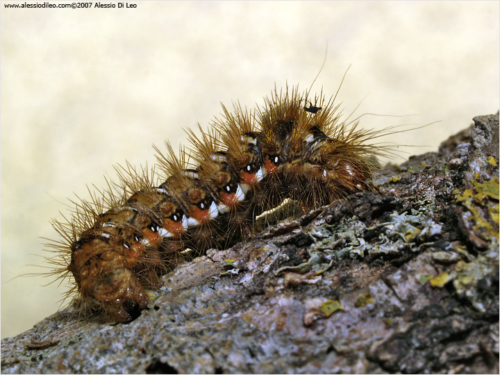 Acronicta rumicis